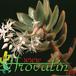 Sedum adolphi flower 1286