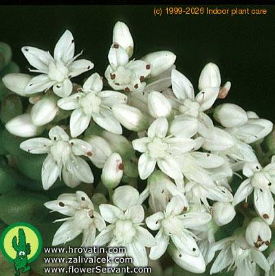 Sedum album flower 1354