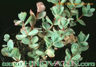 Sedum ewersii 1090