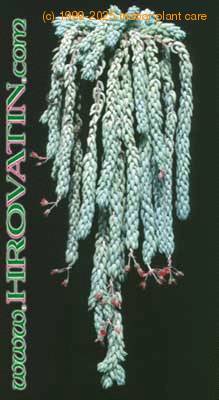 Sedum morganianum 1060