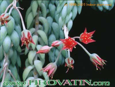 Sedum morganianum flower 1061