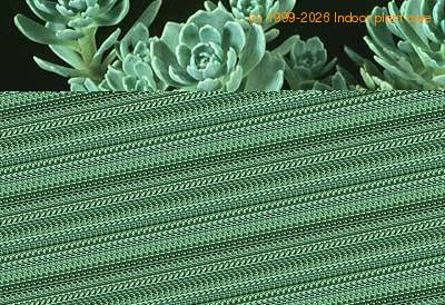 Sedum pachyclados 1083