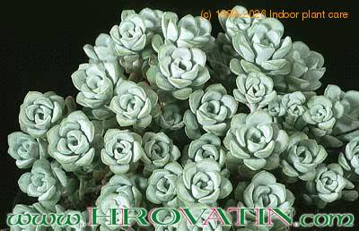 Sedum spathyphylum v alba 1087