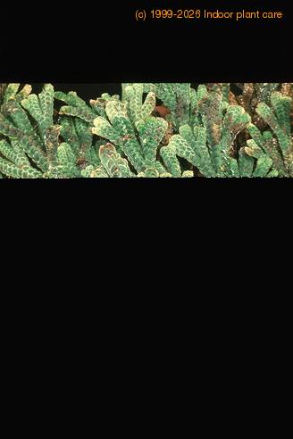 Selaginella lepidophylla 1912