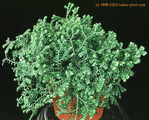 Selaginella sp. 1869