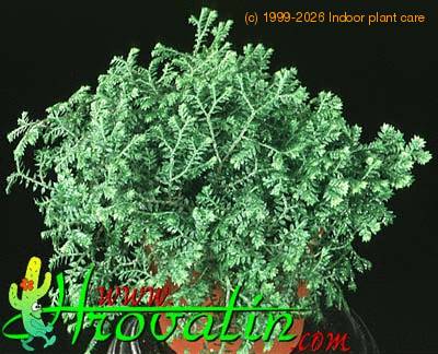 Selaginella species 1869