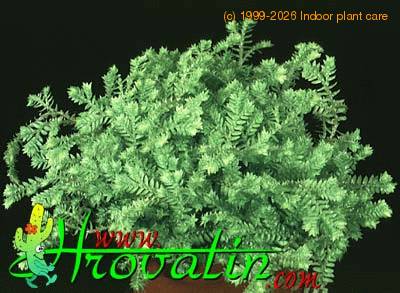 Selaginella species 1871