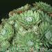 Sempervivum arachnoideum v  1095