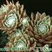 Sempervivum arachnoideum v rubrum 1092