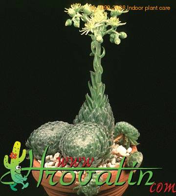 Sempervivum ciliosum 1275