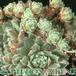 Sempervivum 'hey, hey' 1093