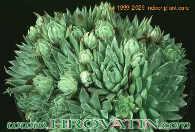 Sempervivum jovibarba v sobolifera 1094