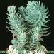 Sempervivum sediforme 1099