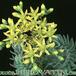 Sempervivum sediforme flower 1100