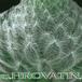 Sempervivum tomentosum 1078
