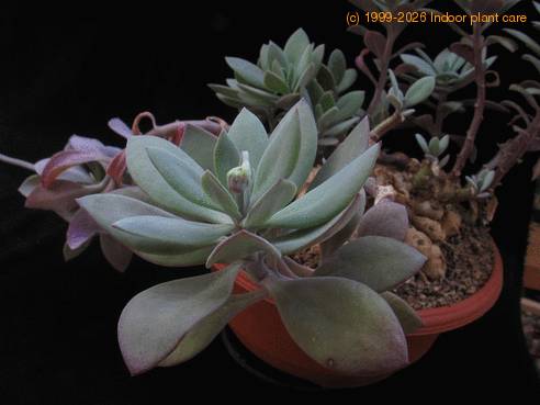 Senecio abyssinicus 02