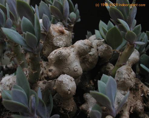 Senecio abyssinicus SIc