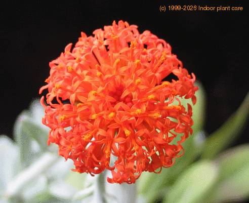 Senecio cephalophorus 1