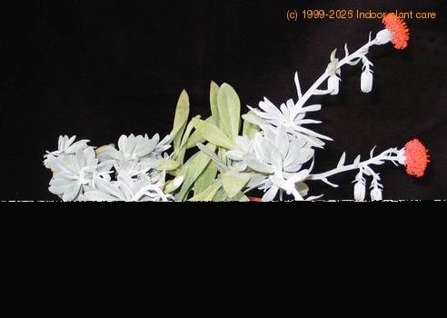 Senecio cephalophorus 2