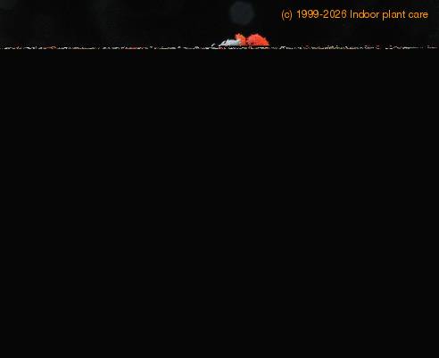 Senecio cephalophorus 3