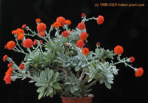 Senecio cephalophorus 5