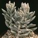 Senecio haworthii-SIb