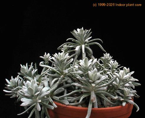 Senecio scaposus