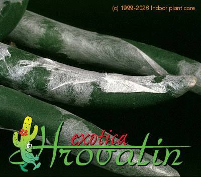 Senecio scaposus leaf 1230