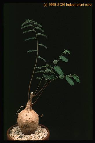 Senna meridionales 1657