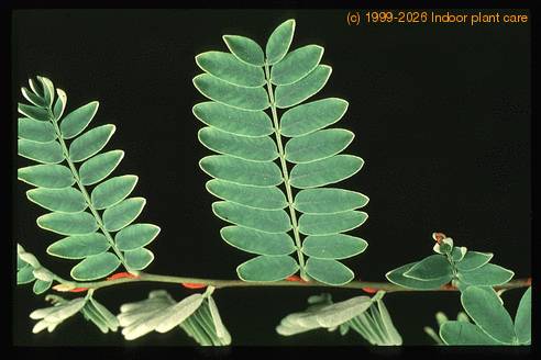 Senna meridionales 1658