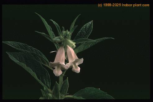Sesamum indicum 2061