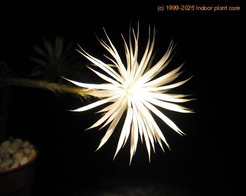 Setiechinopsis mirabilis 2