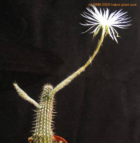 Setiechinopsis  mirabilis telo