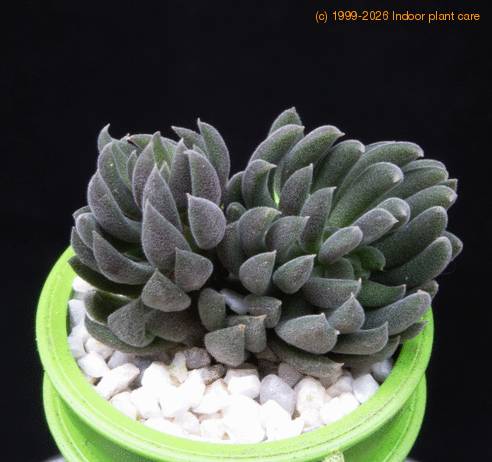 Sinocrassula yunanensis MOP