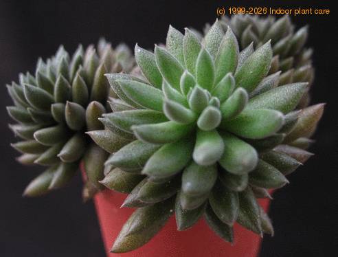 Sinocrassula yunnanensis 1