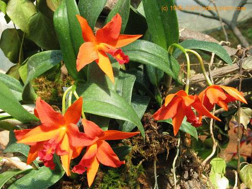 Sophrolaeliocattleya