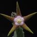 Stapelia flavopurpurea