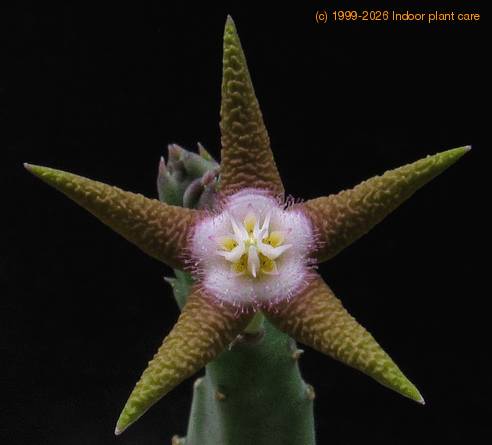 Stapelia flavopurpurea