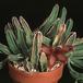 Stapelia gettliffei 1418