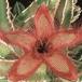 Stapelia gettliffei 1419