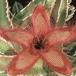 Stapelia gettliffei SIs