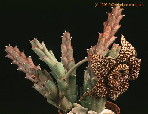 Stapelia variegata 1271