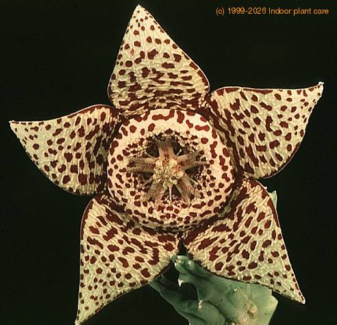 Stapelia variegata 1365