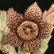 Stapelia variegata SIs