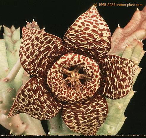 Stapelia variegata SIs