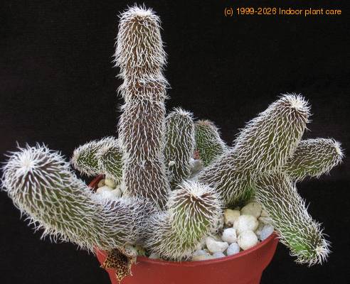 Stapelianthus pilosus