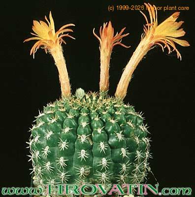 Submatucana intertexta 321