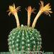 Submatucana intertexta 321