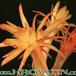 Submatucana intertexta flower 322