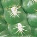 Submatucana intertexta thorn 323